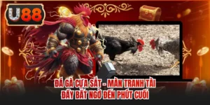 Đá Gà Cựa Sắt - Màn Tranh Tài Đầy Bất Ngờ Đến Phút Cuối