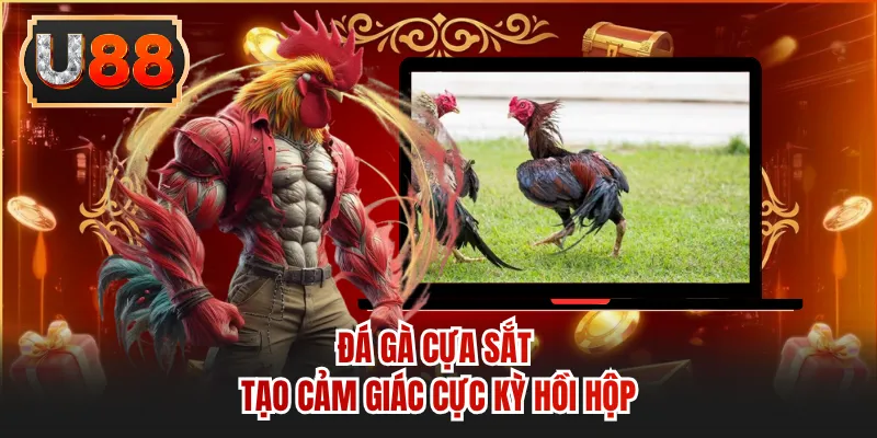 Đá gà cựa sắt tạo cảm giác cực kỳ hồi hộp